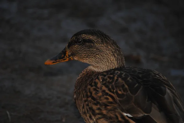 Pato Mexicano Anas Diazi Parque Agua Caliente Tucson Arizona — Foto de Stock