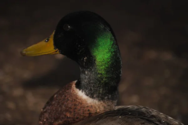 Tucson, Arizona 'daki Agua Caliente Parkı' nda ördek.