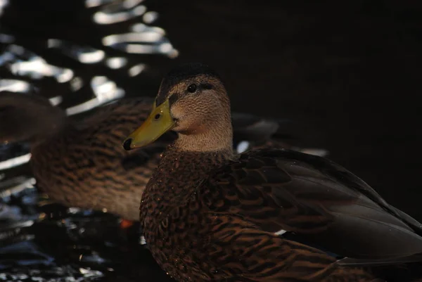 Mexicaanse Eend Anas Diazi Het Agua Caliente Park Tucson Arizona — Stockfoto