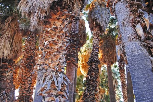 Forest Palm Trees Agua Caliente Park Tucson Arizona — Stock Photo, Image