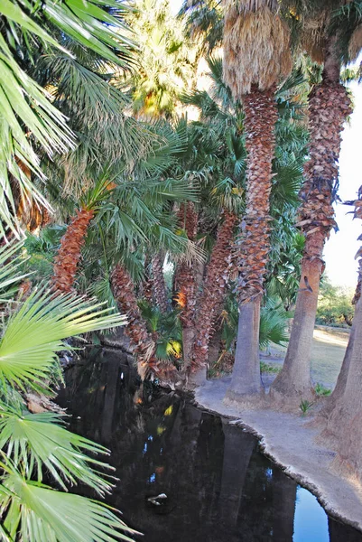 Pálmafák Erdeje Agua Caliente Parkban Tucsonban Arizonában — Stock Fotó