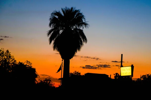 Palm trees in Tucson, Arizona at sunset in the Arizona desert.