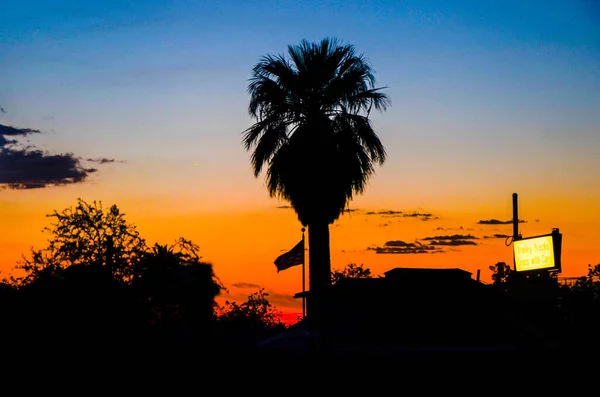 Palm trees in Tucson, Arizona at sunset in the Arizona desert.