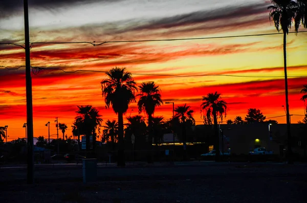 Пальмові Дерева Фініксі Штат Арізона Під Час Заходу Сонця Пустелі — стокове фото