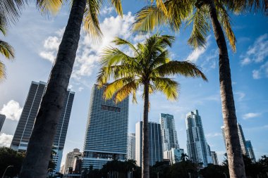 Miami 'deki Biscayne Parkı' nda üç palmiye ağacı seti. Palmiye ağaçları ön plandadır ve arka planda Miami şehrinin gökdelenleri vardır. Gökyüzü masmavi ama çok az bulut var.. 