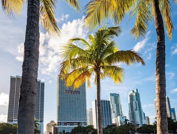 迈阿密市中心Biscayne公园的三棵棕榈树 棕榈树在前景中 迈阿密的摩天大楼在背景中 天空是苔藓蓝色的 但有几朵云彩 — 图库照片