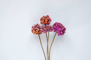 Kuru Çiçekler Biçimli, Pembe Magenta Kırmızı Çiçekler Şişede, Beyaz Duvar, Beyaz Arkaplan, Ezilmiş Çiçekler