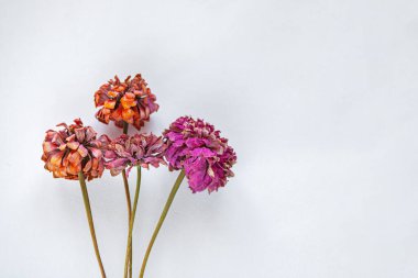 Kuru Çiçekler Biçimli, Pembe Magenta Kırmızı Çiçekler Şişede, Beyaz Duvar, Beyaz Arkaplan, Ezilmiş Çiçekler