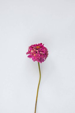 Kuru Çiçekler Biçimli, Pembe Magenta Kırmızı Çiçekler Şişede, Beyaz Duvar, Beyaz Arkaplan, Ezilmiş Çiçekler