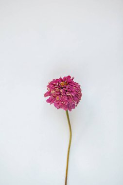 Kuru Çiçekler Biçimli, Pembe Magenta Kırmızı Çiçekler Şişede, Beyaz Duvar, Beyaz Arkaplan, Ezilmiş Çiçekler