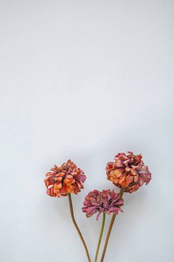 Kuru Çiçekler Biçimli, Pembe Magenta Kırmızı Çiçekler Şişede, Beyaz Duvar, Beyaz Arkaplan, Ezilmiş Çiçekler
