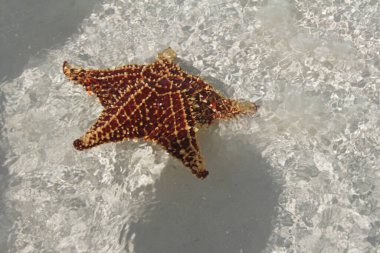 Açık, sığ suları, yüksek kum tepeleri ve El Paso Sahili, Orta Sahili ve Pilar Sahili gibi plajları ile tanınır..