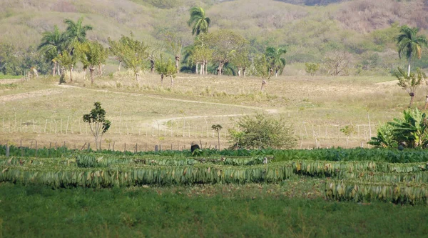 The use of traditional methods for the cultivation and processing of tobacco distinguishes the daily life of the peasant in Cuba. In that sense, one suggestion is to follow the Tobacco Route.