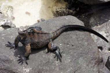 Bu eşsiz hayvan dünyadaki tek deniz kertenkelesidir. Deniz iguanası 25 metre derinliğe dalabilir ve 10 dakikadan fazla suda kalabilir. Daha sonra ısınmak için karaya döner.