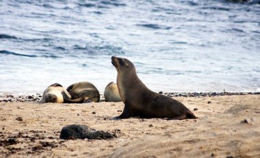 Galapagos deniz aslanı otariid familyasından sadece Galapagos Adaları 'nda yaşayan etobur bir memeli türüdür. Yerel nüfusun şu anda 50,000 kopyası var..