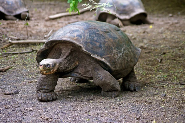 Den Mest Långlivade Arten Landsköldpadda Världen Och Floreana Jätte Sköldpadda — Stockfoto