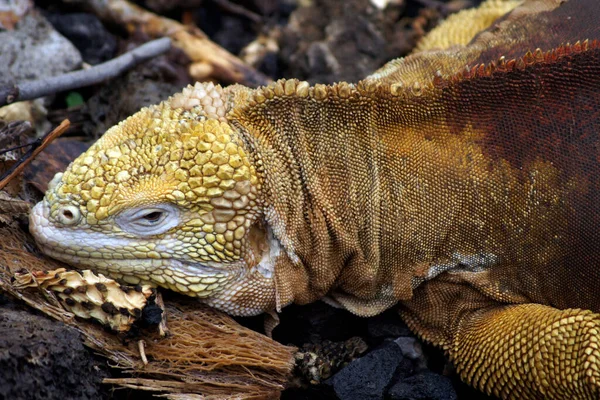Iguana Terrestre Galápagos Una Especie Reptil Familia Iguanidae Endémica Las — Foto de Stock