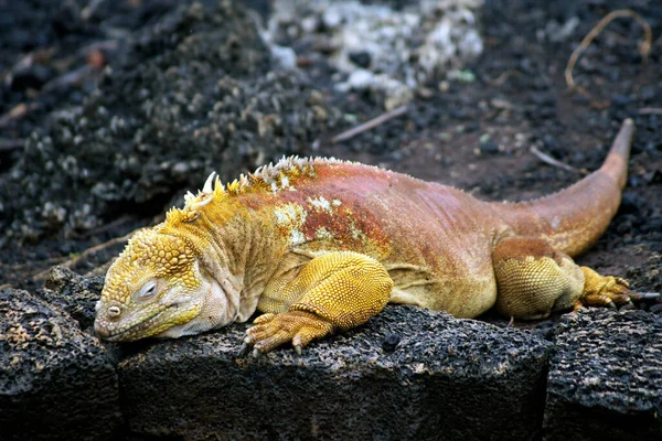 Iguana Terrestre Galápagos Una Especie Reptil Familia Iguanidae Endémica Las — Foto de Stock