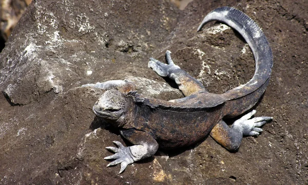 Este Animal Único Único Lagarto Marino Del Mundo Iguana Marina — Foto de Stock