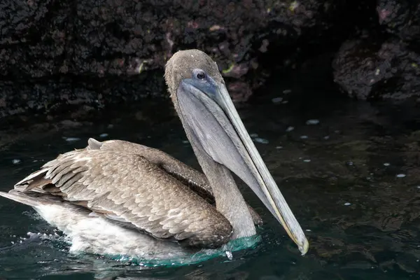 Comumente Chamado Galápagos Marrom Pelicano Uma Subespécie Pelicano Marrom Pelecanus — Fotografia de Stock