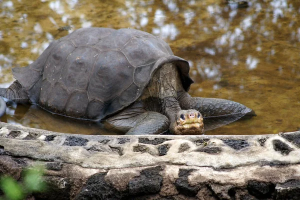 They are the longest-lived species of land tortoise in the world, and the Floreana giant tortoise is considered to be the largest tortoise in the world.