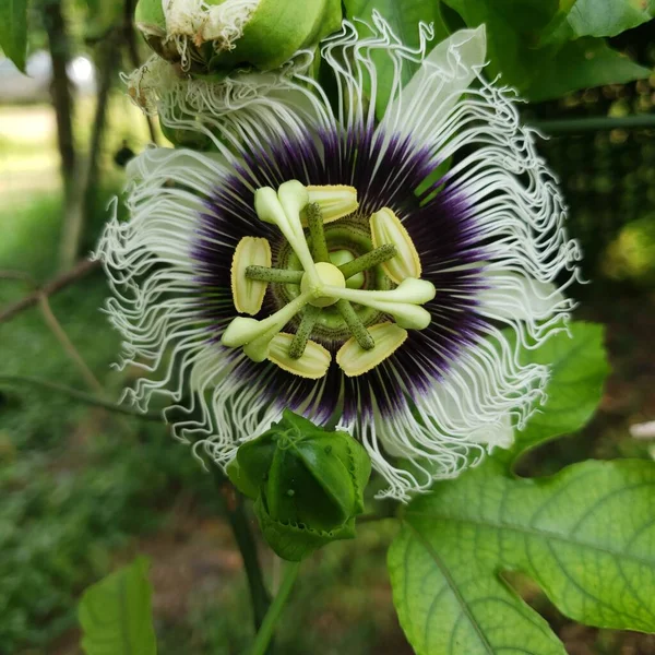 Tutku meyvesinin çiçek açtığı yakın plan bir fotoğraf.