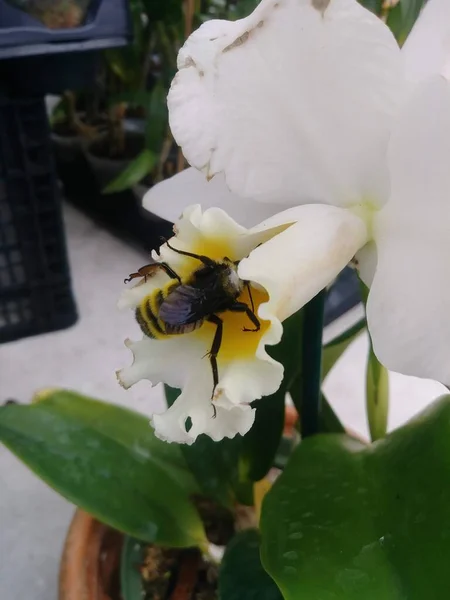 Bir çiçeği döllerken harika bir görüntü yakaladım.