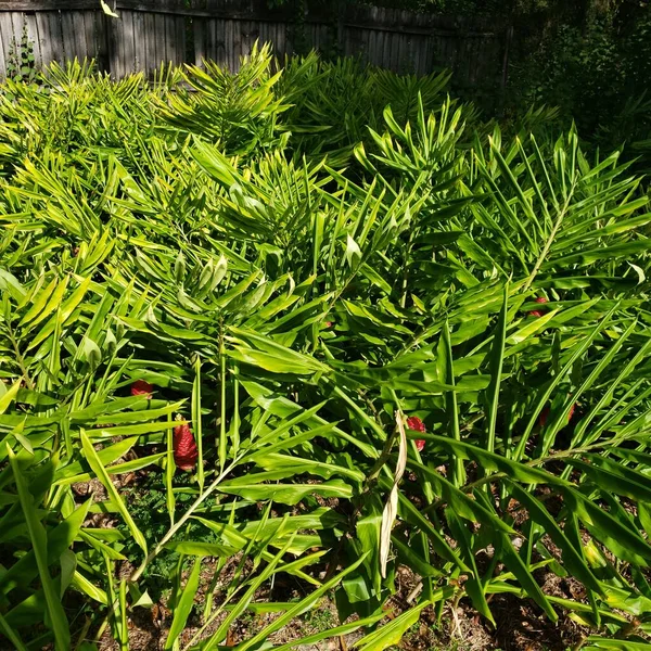 Field Ginger Pine Cone Awapuhi Plants — Stock Photo, Image