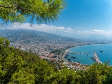 Alanya ağacı ve tepeden limana kadar olan körfez manzaralı.