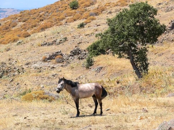 Cavalo Colina Perto Bodrum Kayalklar Male Beach Bodrum Kayaliklar Erkek — Fotografia de Stock