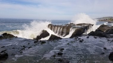 Kırmızı ve beyaz balıklarda deniz şakayığı