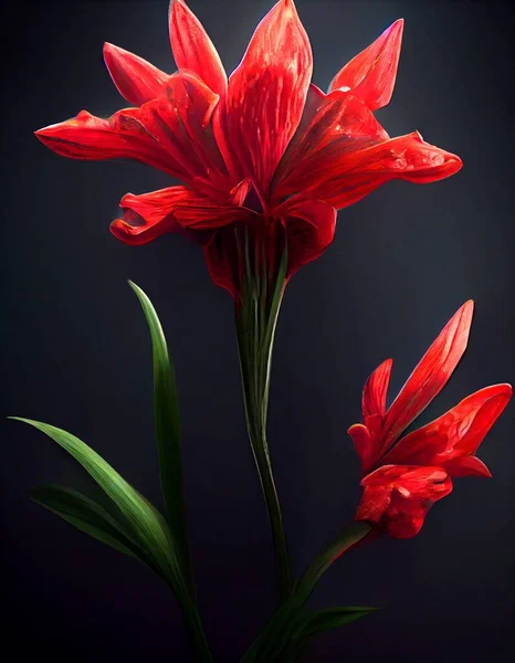Tomurcuklanan Kırmızı Sihirli Aromalı Afrikalı Lily Çiçek Kokulu Makro Çiçekli Stok Fotoğraf
