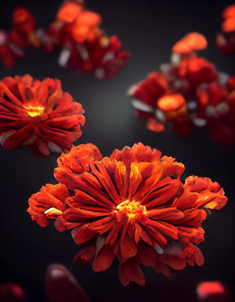Magical Red African Marigold with dark background wild flower beauty high quality illustration flower blossom with orange color and magical fragrance wild flower plant magical freshness tropical.