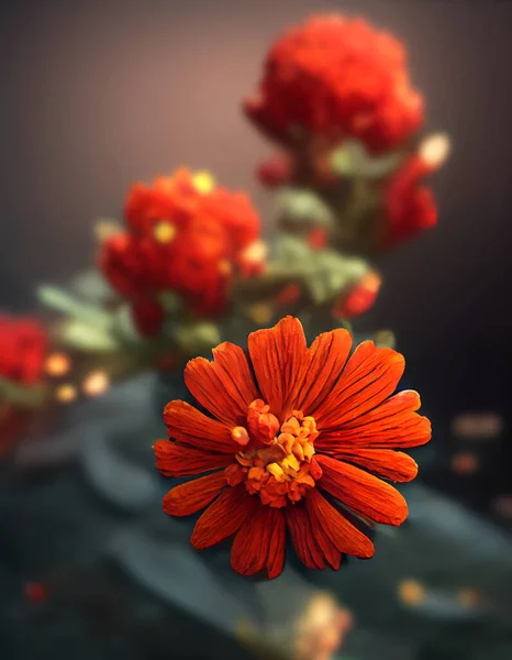 Kwitnący Czerwony Afrykański Nagietek Ciemnym Tle Dziki Kwiat Piękno Wysokiej — Zdjęcie stockowe