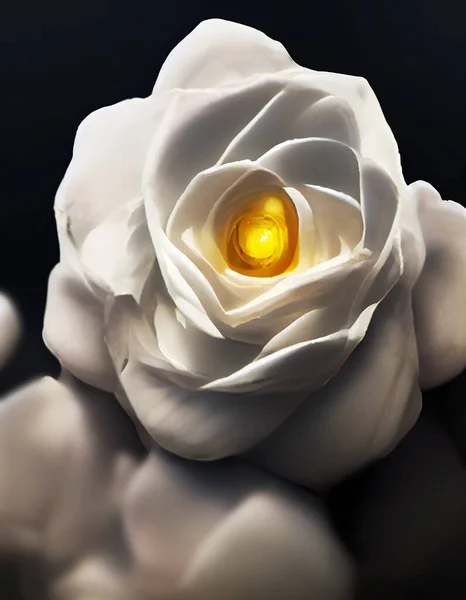 Biały Kwiat Róży Kwitnący Widok Góry Wysokiej Jakości Ilustracja — Zdjęcie stockowe