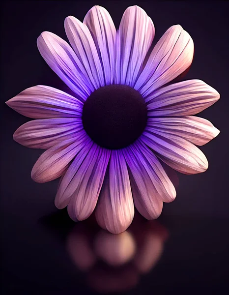 Vue Face Une Marguerite Africaine Violette Sur Fond Sombre Gros — Photo