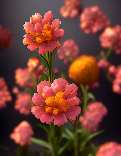 Magiczny Różowy African Marigold Ciemnym Tle Dziki Kwiat Piękna Wysokiej — Zdjęcie stockowe