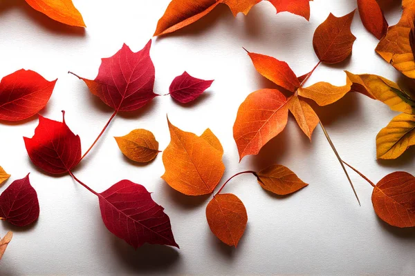 明亮的秋天树叶在白色的背景上高质量的插图九月季节树叶墙纸 — 图库照片