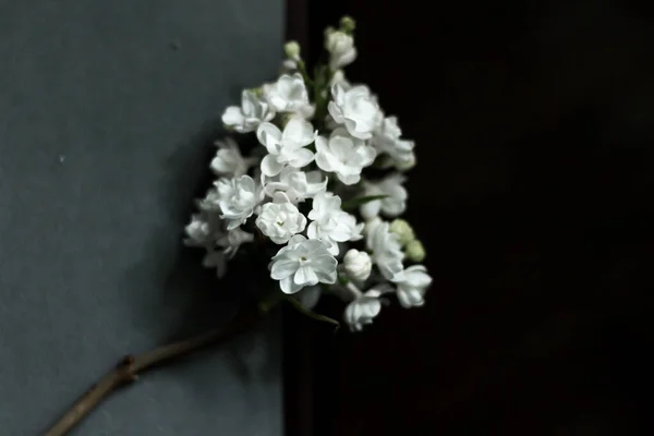 a white and black flower bouquet on a branch