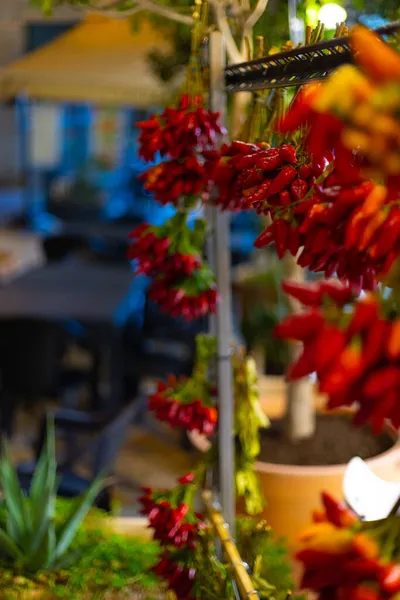 Bouquet Coloré Piments Forts Vendre Photographie Voyage — Photo