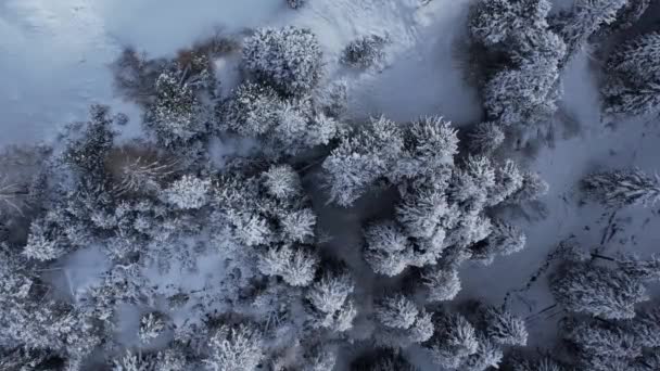 Los Abetos Cubiertos Nieve Invierno Vista Desde Arriba Fotografía Viaje — Vídeos de Stock