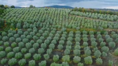 Toskana İtalya 'da zeytin ağaçlarının üzerinden uçmak - seyahat fotoğrafçılığı