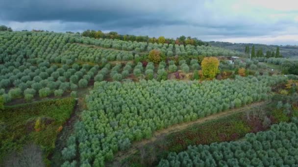 トスカーナのオリーブの木を持つ農村部の農地 イタリア 航空写真 旅行写真 — ストック動画