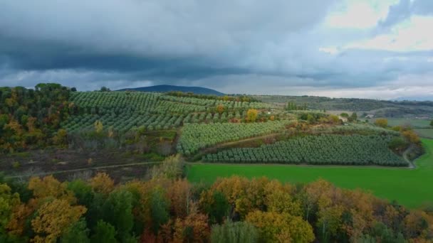 Venkovské Zemědělské Pozemky Olivovníky Toskánsku Itálie Letecký Pohled Cestovní Fotografie — Stock video