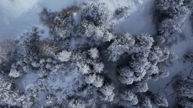 Kışın karla kaplı köknar ağaçları - yukarıdan görünüyor - seyahat fotoğrafçılığı