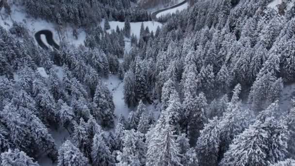Χιονισμένα Έλατα Χειμώνα Θέα Από Ψηλά Ταξιδιωτική Φωτογραφία — Αρχείο Βίντεο
