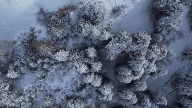 Yukarıdan inanılmaz kış manzarası - köknar ağaçları - seyahat fotoğrafçılığı