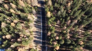 İtalyan Alplerindeki firavun ağaçlarının üzerinden uçmak - seyahat fotoğrafçılığı