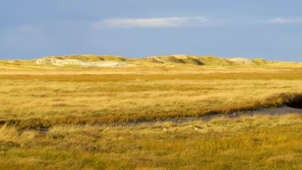 Καταπληκτικό Τοπίο Στη Θάλασσα Wadden Στον Άγιο Πέτρο Ording Γερμανία — Αρχείο Βίντεο