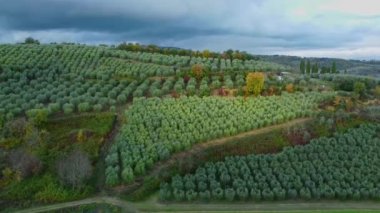 Toskana İtalya 'da zeytin ağaçlarının üzerinden uçmak - seyahat fotoğrafçılığı